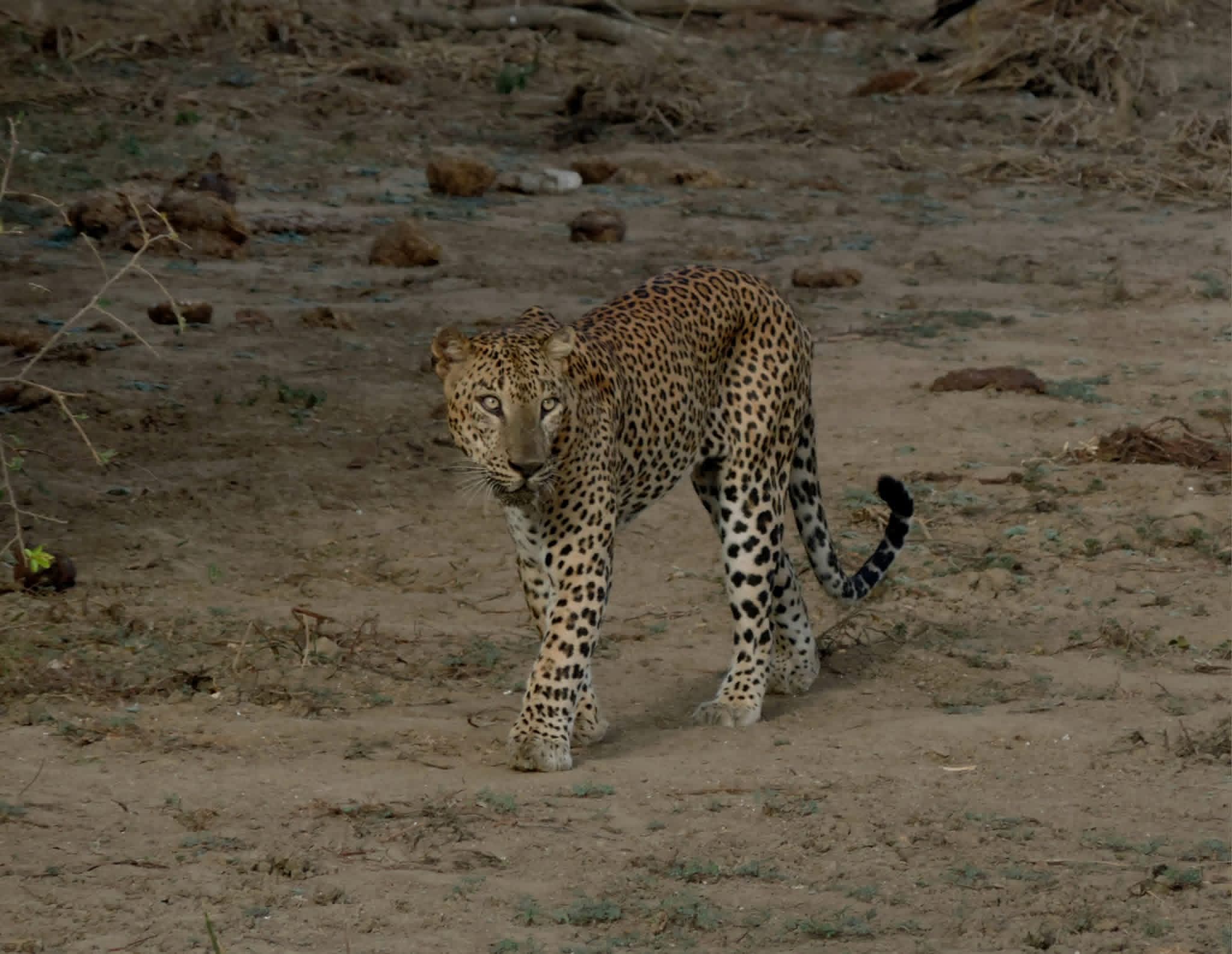 Kumana National Park Thumbnail 6