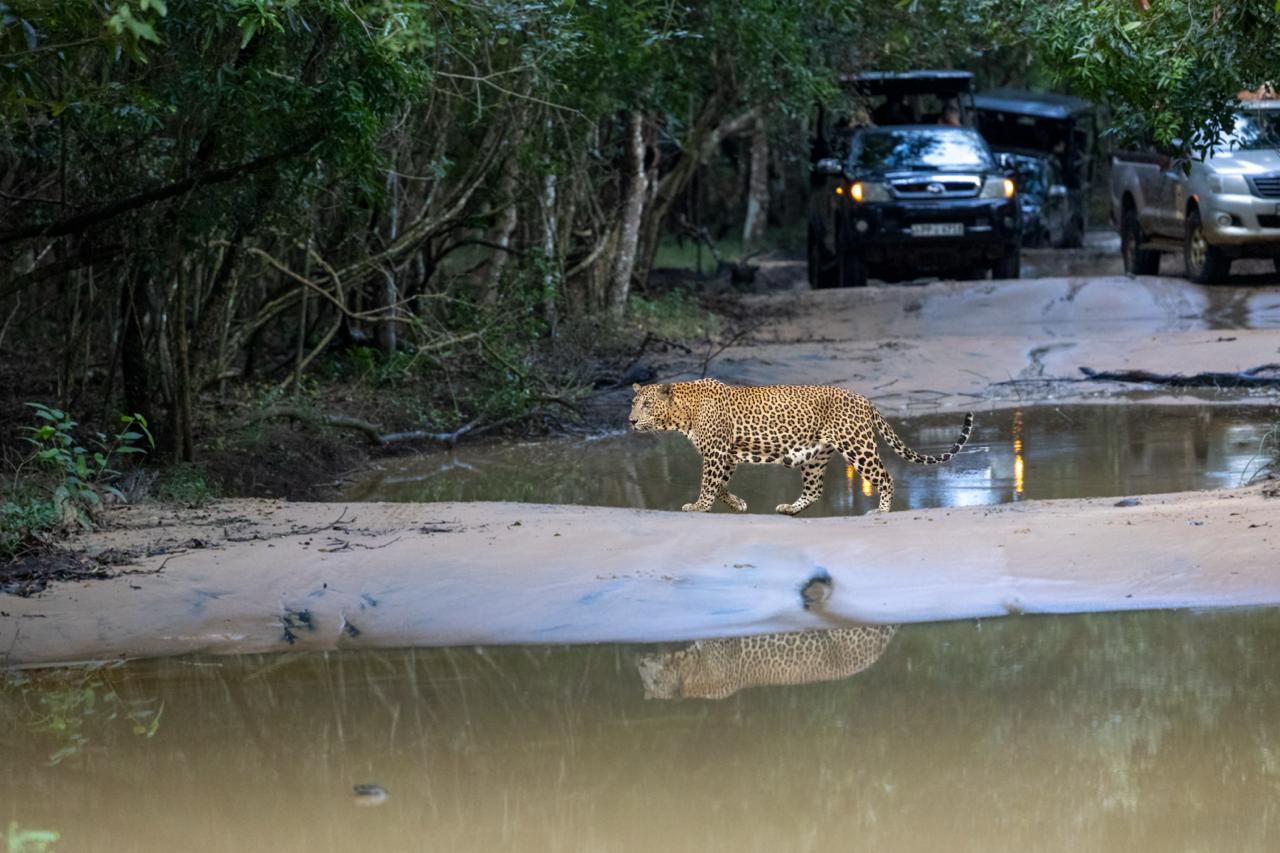 Wild safari expedition in Yala - 11