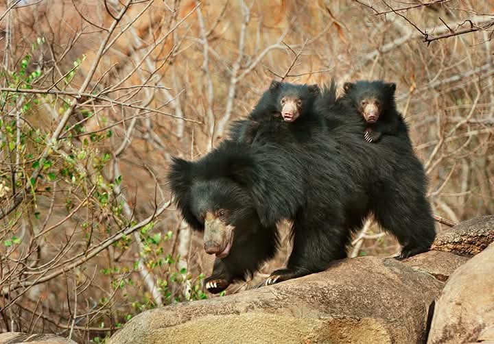Wild safari expedition in Yala - 25