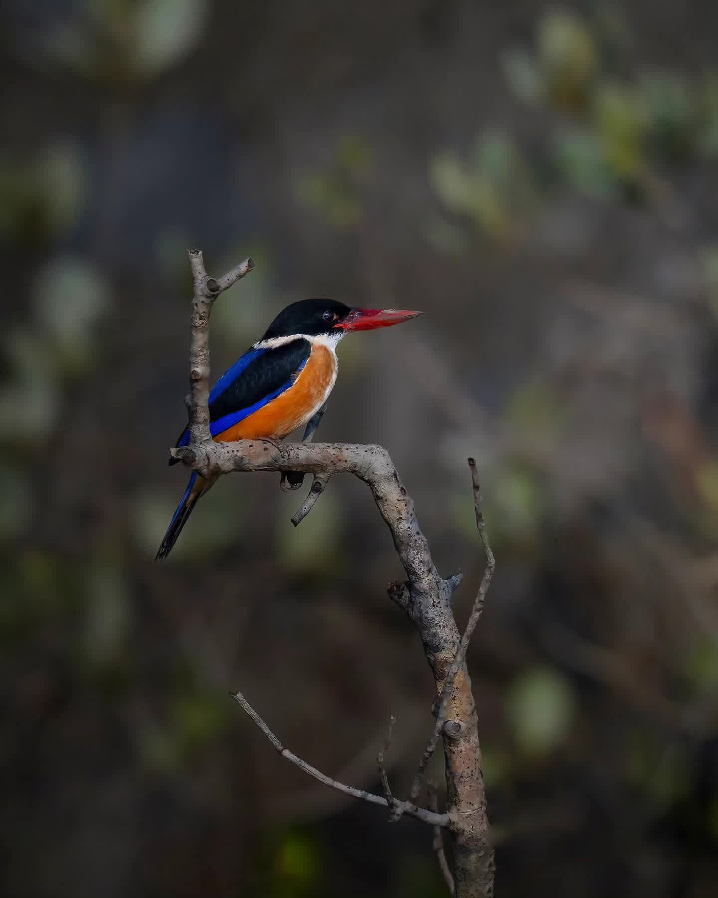 Bird watching in Sri Lanka - b27