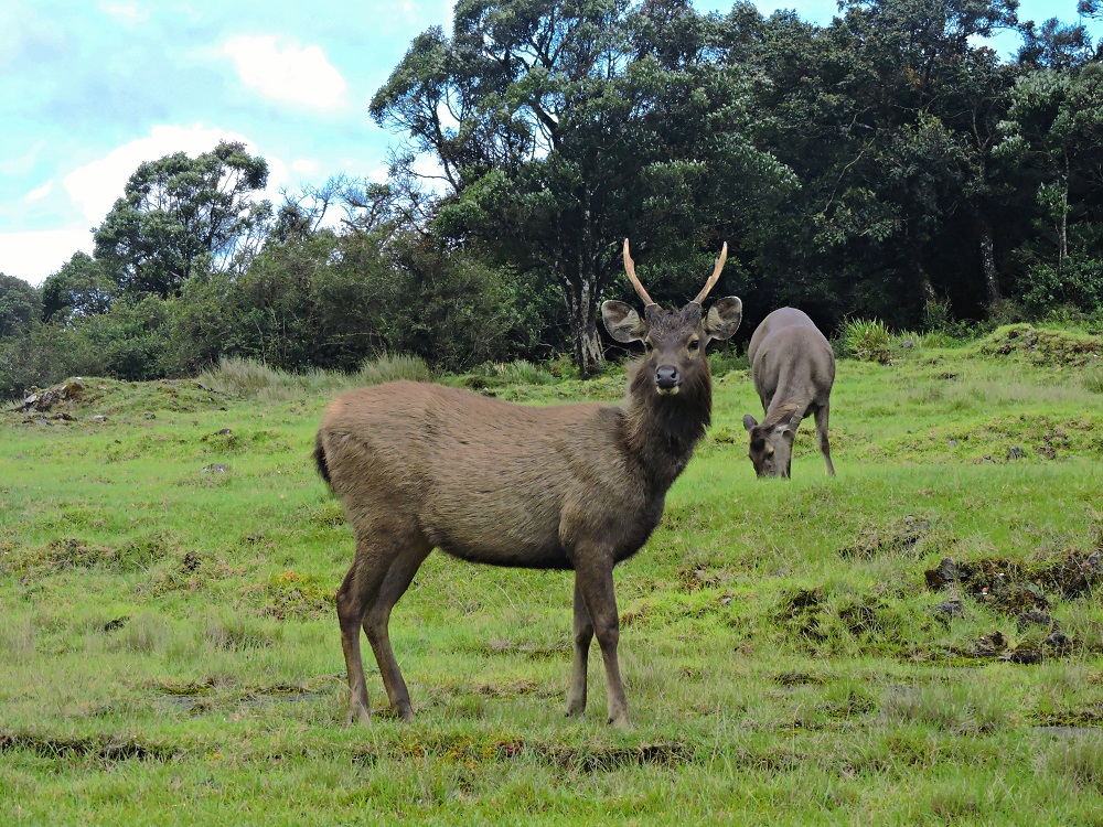 Horton Plains National Park Showcase Image