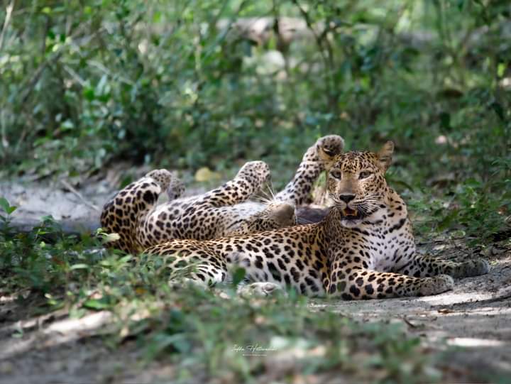 Kumana National Park Showcase Image